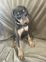 Tan Collar, a female Doberman Pinscher for sale in Oak Forest, IL – 3 of 4