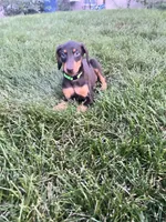 Green Collar, a female Doberman Pinscher for sale in Oak Forest, IL – 4 of 4