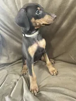 Tan Collar, a female Doberman Pinscher for sale in Oak Forest, IL – 4 of 4