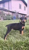 Yellow Collar , a female Doberman Pinscher for sale in Oak Forest, IL – 3 of 3