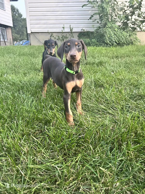 Green Collar – Doberman Pinscher puppy for sale in Oak Forest, IL