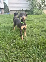 Green Collar, a female Doberman Pinscher for sale in Oak Forest, IL – 1 of 4