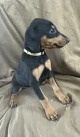 Yellow Collar, a female Doberman Pinscher for sale in Oak Forest, IL – 4 of 4