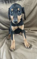 Yellow Collar, a female Doberman Pinscher for sale in Oak Forest, IL – 2 of 4