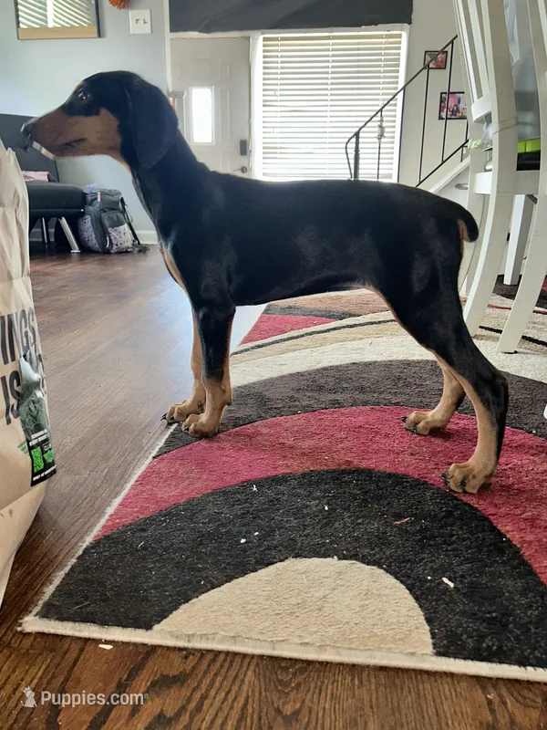 Yellow Collar  – Doberman Pinscher puppy for sale in Oak Forest, IL