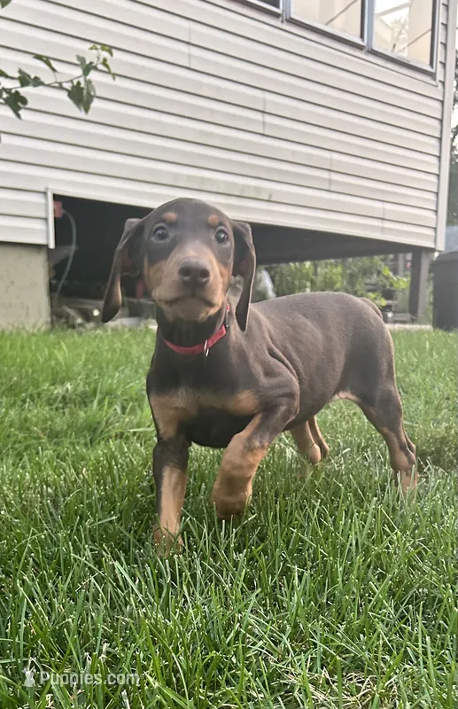 Red Collar  – Doberman Pinscher puppy for sale in Oak Forest, IL