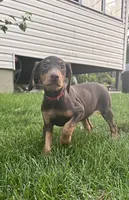 Red Collar , a female Doberman Pinscher for sale in Oak Forest, IL – 1 of 4