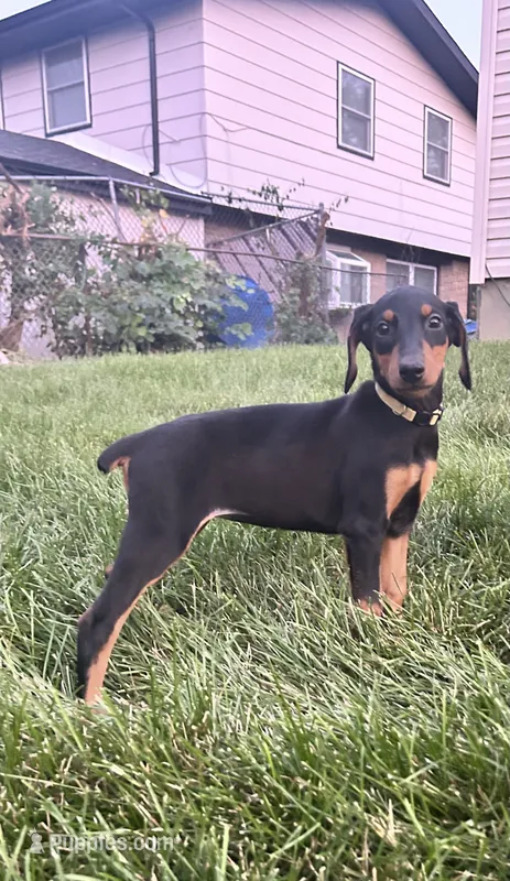 Yellow Collae – Doberman Pinscher puppy for sale in Oak Forest, IL