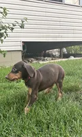 Red Collar, a female Doberman Pinscher for sale in Oak Forest, IL – 3 of 4