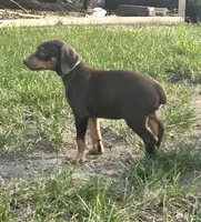 Blue Collar , a female Doberman Pinscher for sale in Oak Forest, IL – 2 of 3