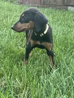 Yellow Collar , a female Doberman Pinscher for sale in Oak Forest, IL – 5 of 5