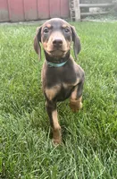 Blue Collar , a female Doberman Pinscher for sale in Oak Forest, IL – 2 of 3