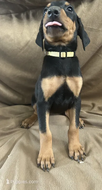 Yellow Collar – Doberman Pinscher puppy for sale in Oak Forest, IL
