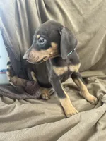 Blue  Collar, a female Doberman Pinscher for sale in Oak Forest, IL – 1 of 4