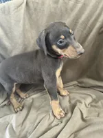 Red Collar , a female Doberman Pinscher for sale in Oak Forest, IL – 4 of 4