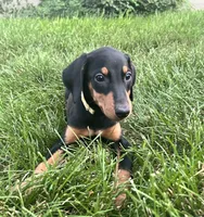 Yellow Collar, a female Doberman Pinscher for sale in Oak Forest, IL – 3 of 4