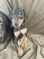 Red Collar , a female Doberman Pinscher for sale in Oak Forest, IL – 3 of 4