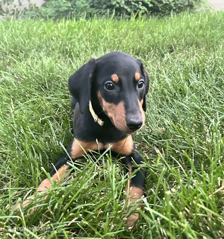 Yellow Collar  – Doberman Pinscher puppy for sale in Oak Forest, IL