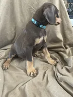 Blue  Collar, a female Doberman Pinscher for sale in Oak Forest, IL – 4 of 4