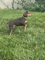 Green Collar, a female Doberman Pinscher for sale in Oak Forest, IL – 2 of 4