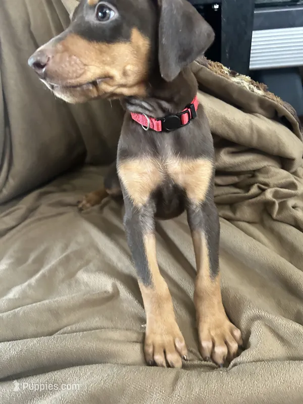 Red Collar  – Doberman Pinscher puppy for sale in Oak Forest, IL