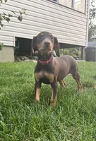 Red Collar, a female Doberman Pinscher for sale in Oak Forest, IL – 4 of 4