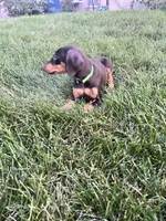 Green Collar, a female Doberman Pinscher for sale in Oak Forest, IL – 3 of 4