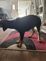 Yellow Collae, a female Doberman Pinscher for sale in Oak Forest, IL – 4 of 4