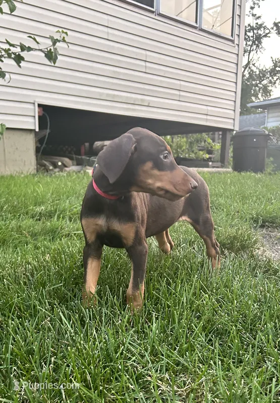 Red Collar  – Doberman Pinscher puppy for sale in Oak Forest, IL