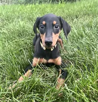 Yellow Collar , a female Doberman Pinscher for sale in Oak Forest, IL – 2 of 3