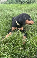 Yellow Collar , a female Doberman Pinscher for sale in Oak Forest, IL – 2 of 3