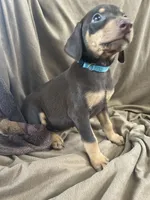 Blue  Collar, a female Doberman Pinscher for sale in Oak Forest, IL – 3 of 4