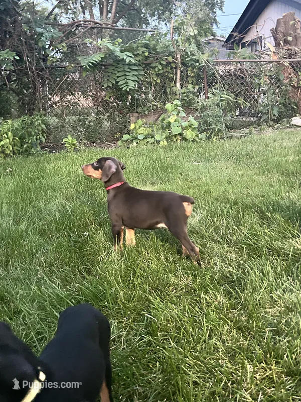 Red Collar – Doberman Pinscher puppy for sale in Oak Forest, IL