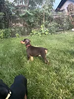 Red Collar, a female Doberman Pinscher for sale in Oak Forest, IL – 1 of 4