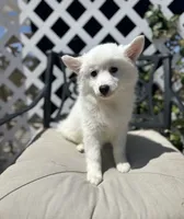 Clara, a female American Eskimo for sale in Hesperia, CA – 2 of 4