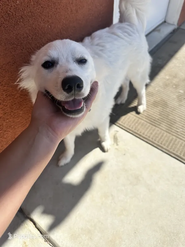 Biscuit  – American Eskimo puppy for sale in Hesperia, CA
