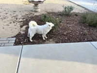 Biscuit , a male American Eskimo for sale in Hesperia, CA – 2 of 3