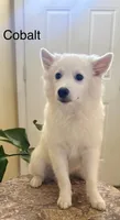 Cobalt, a male American Eskimo for sale in Hesperia, CA – 2 of 2