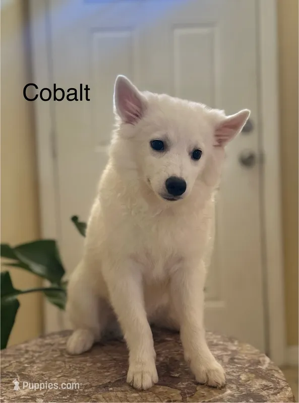 Cobalt – American Eskimo puppy for sale in Hesperia, CA