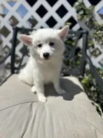 Clara, a female American Eskimo for sale in Hesperia, CA – 4 of 4