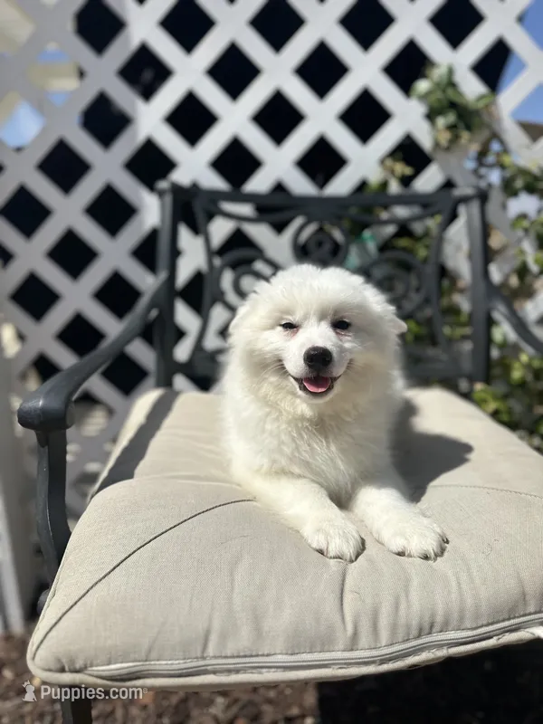 Oregano  – American Eskimo puppy for sale in Hesperia, CA