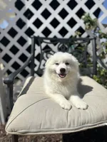 Oregano , a female American Eskimo for sale in Hesperia, CA – 1 of 2