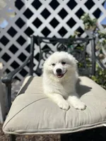Oregano , a female American Eskimo for sale in Hesperia, CA – 2 of 2
