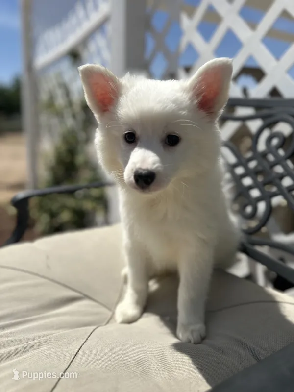 Clara – American Eskimo puppy for sale in Hesperia, CA