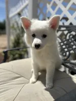 Clara, a female American Eskimo for sale in Hesperia, CA – 1 of 4