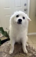 Henry, a male American Eskimo for sale in Hesperia, CA – 2 of 3