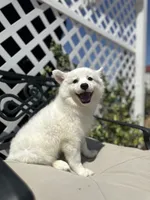 Clara, a female American Eskimo for sale in Hesperia, CA – 3 of 4