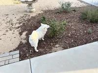 Biscuit , a male American Eskimo for sale in Hesperia, CA – 3 of 3