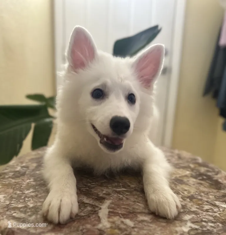 Henry – American Eskimo puppy for sale in Hesperia, CA