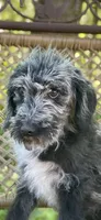 Maggie (F1B), a female Labradoodle for sale in Graham, AL – Photo 2 of 9
